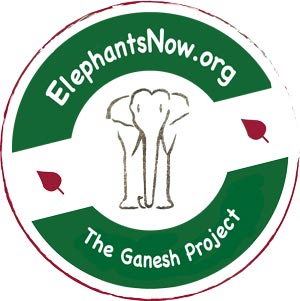 Elephants Now